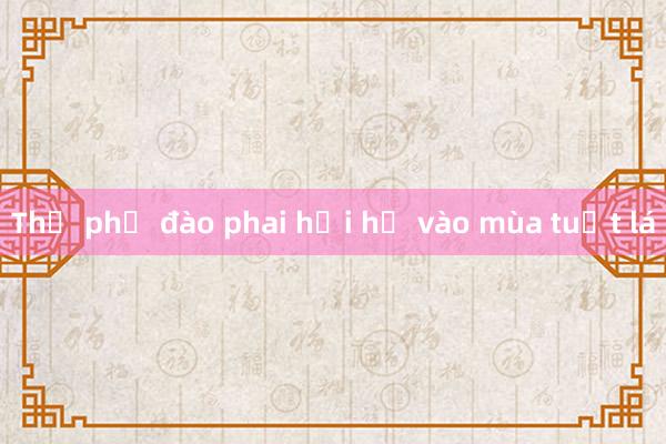 Thủ phủ đào phai hối hả vào mùa tuốt lá