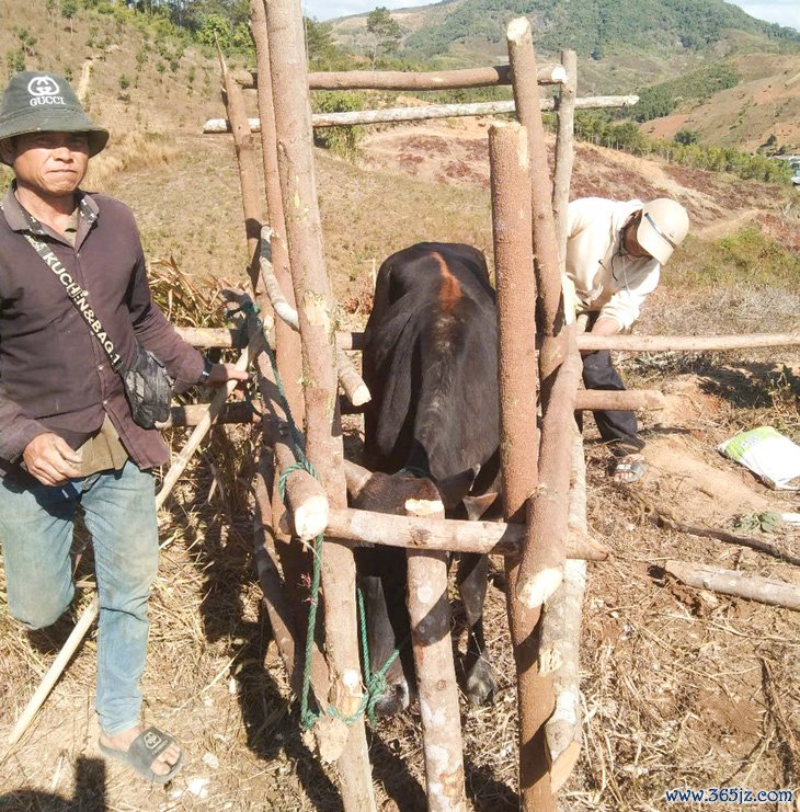 Dịch lở mồm long móng bùng phát tại Kon Tum， khẩn trương dập dịch - Ảnh 1.